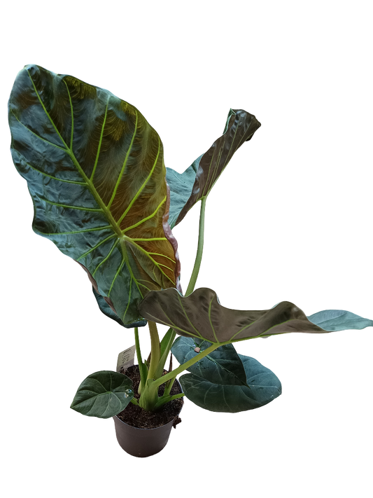 Alocasia Grande Regal Shields Planta De Interior 75 Cms Altura_0