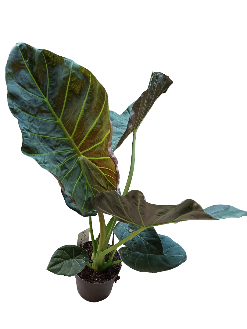 Alocasia Grande Regal Shields Planta De Interior 75 Cms Altura