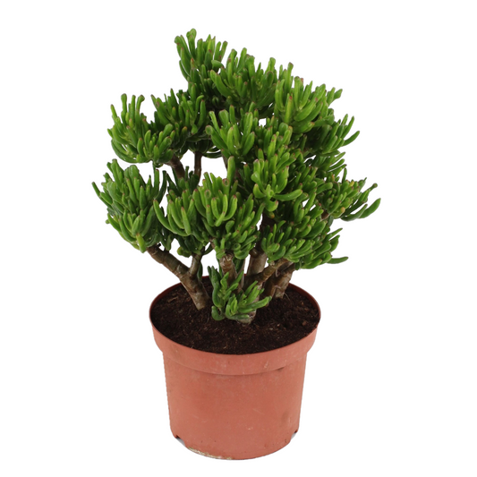 Árbol De Jade - Crassula Ovata 'hobbit' - Altura 45-50cm - ⌀23cm_0