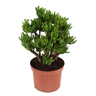 Árbol De Jade - Crassula Ovata 'hobbit' - Altura 45-50cm - ⌀23cm
