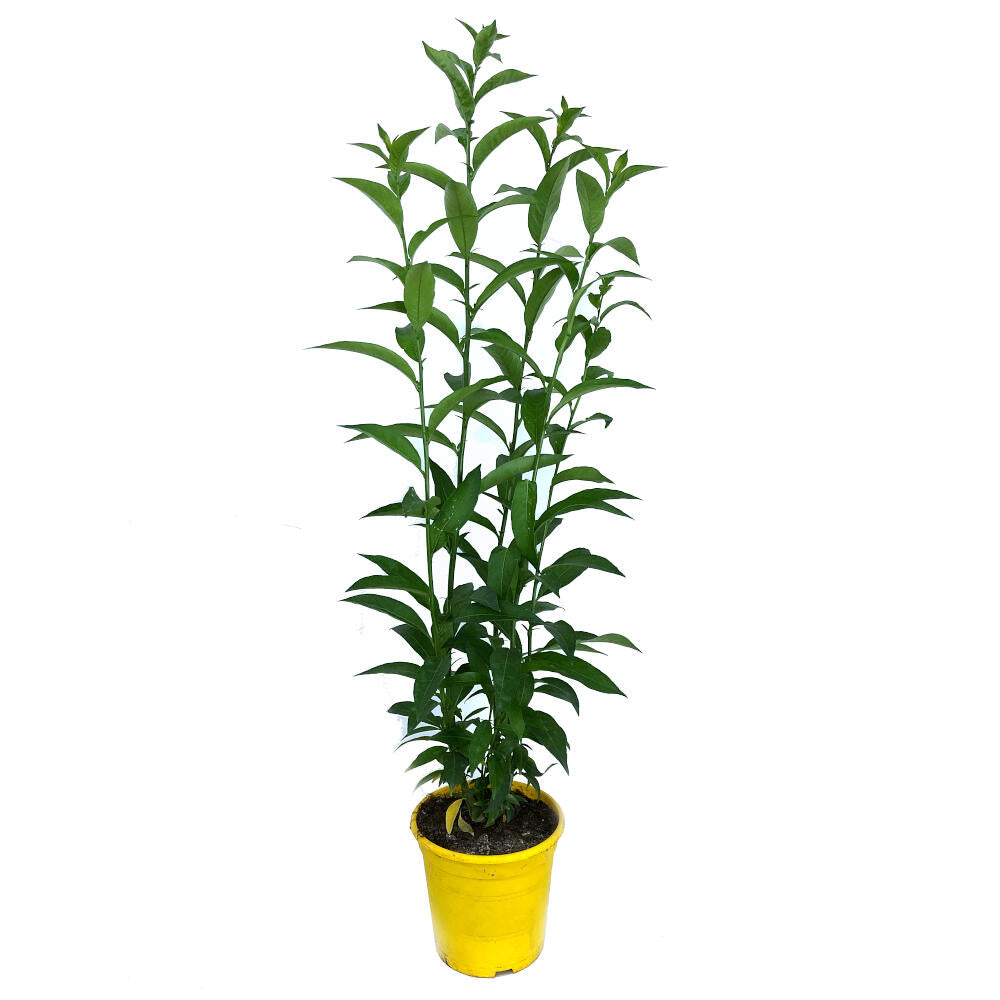 Cestrum Nocturnum M20 75cm (galán De Noche)_0