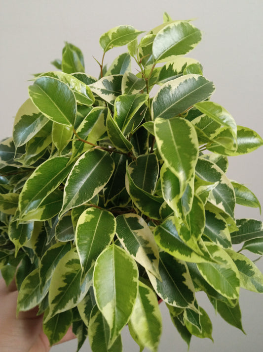 Ficus Benjamina Variegata Kinki Ø12 - 20 Cm