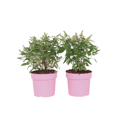 Budleia - 2 Pzs - Buddleja Davidii 'candy' - Altura 30-40cm - ⌀19cm_0