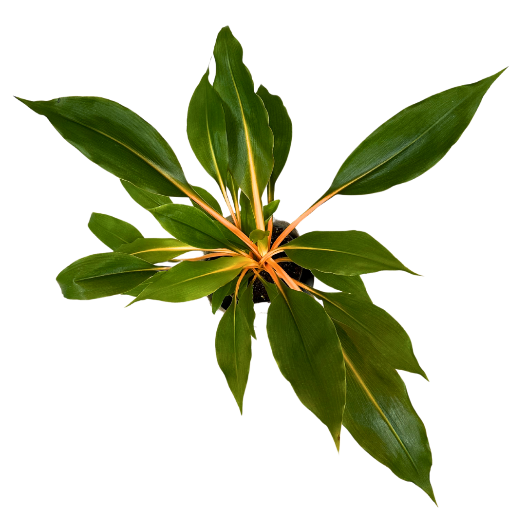Clorofitum Green Orange M13_1