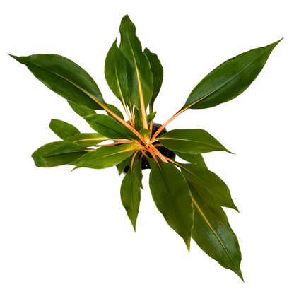 Clorofitum Green Orange M13