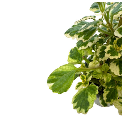 Planta De Incienso Planta Ornamental De Interior Y Exterior (plectranthus Coleoides) M15