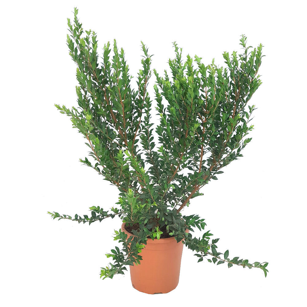 Myrtus Communis M24 60-70cm (mirto)_0