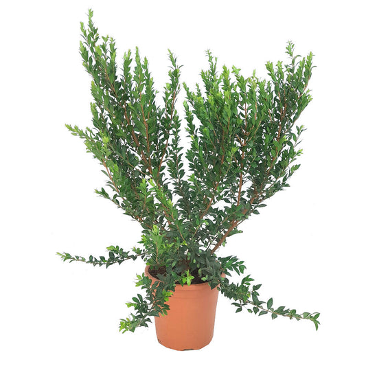 Myrtus Communis M24 60-70cm (mirto)_0