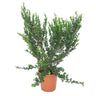 Myrtus Communis M24 60-70cm (mirto)