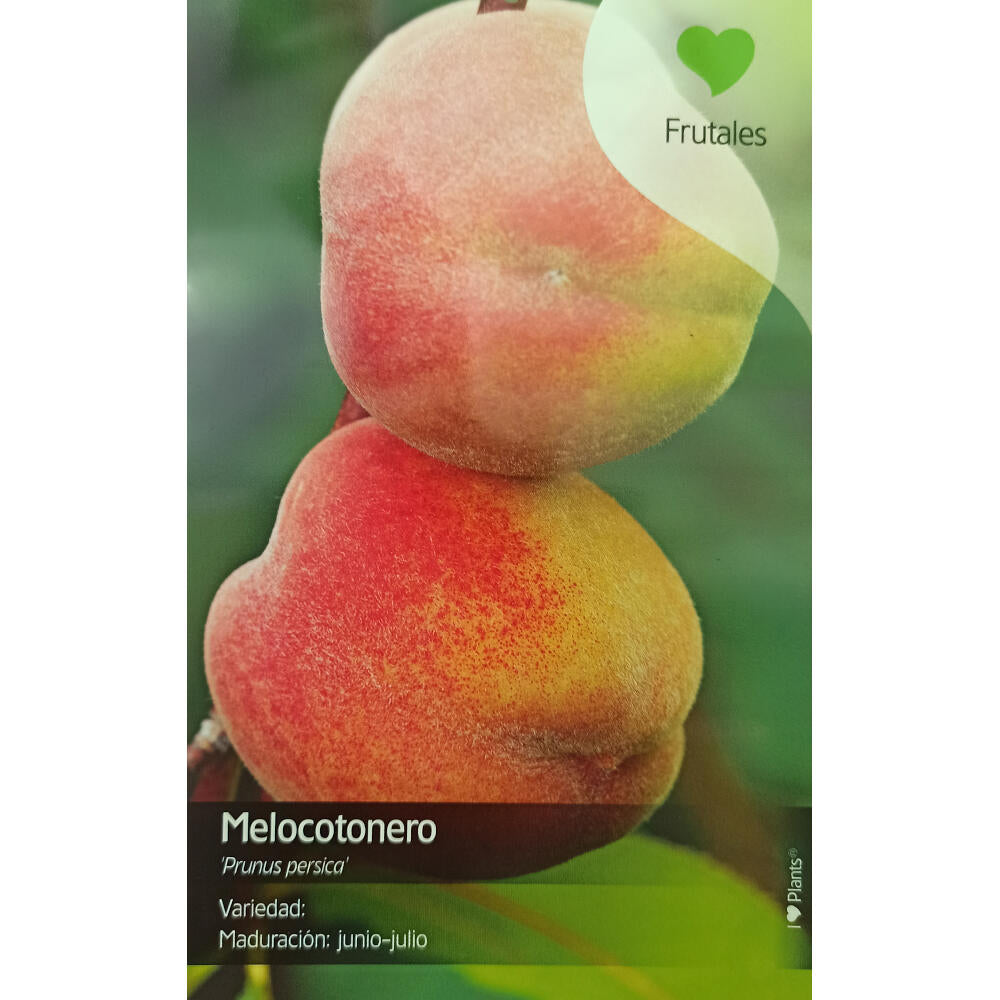 Melocotonero Enano (prunus Persica) M26 65cm_0