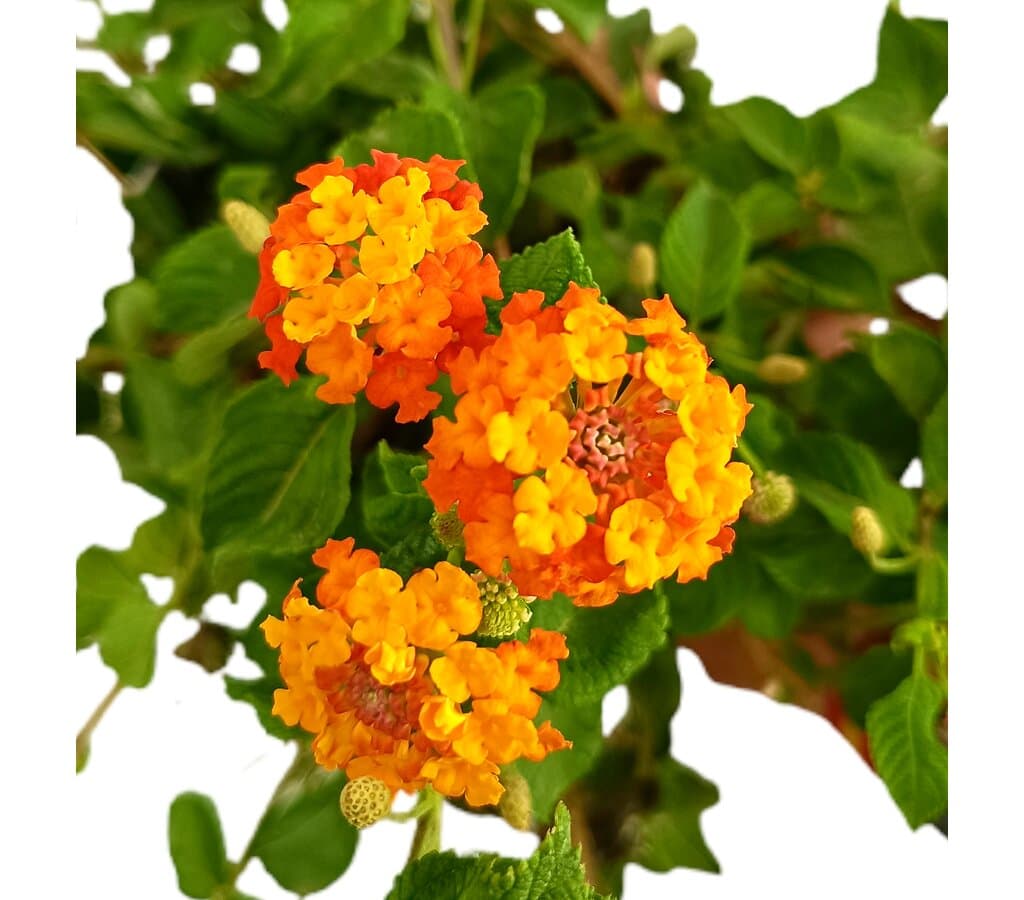 Lantana Montevidensis M21_1
