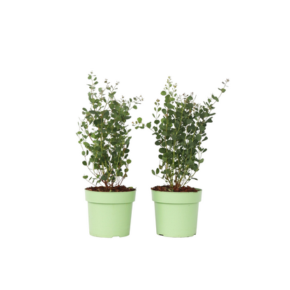 Eucalipto - 2 Pzs - Eucalyptus 'botanic Hearts' - Altura 40-50cm - ⌀15cm_0