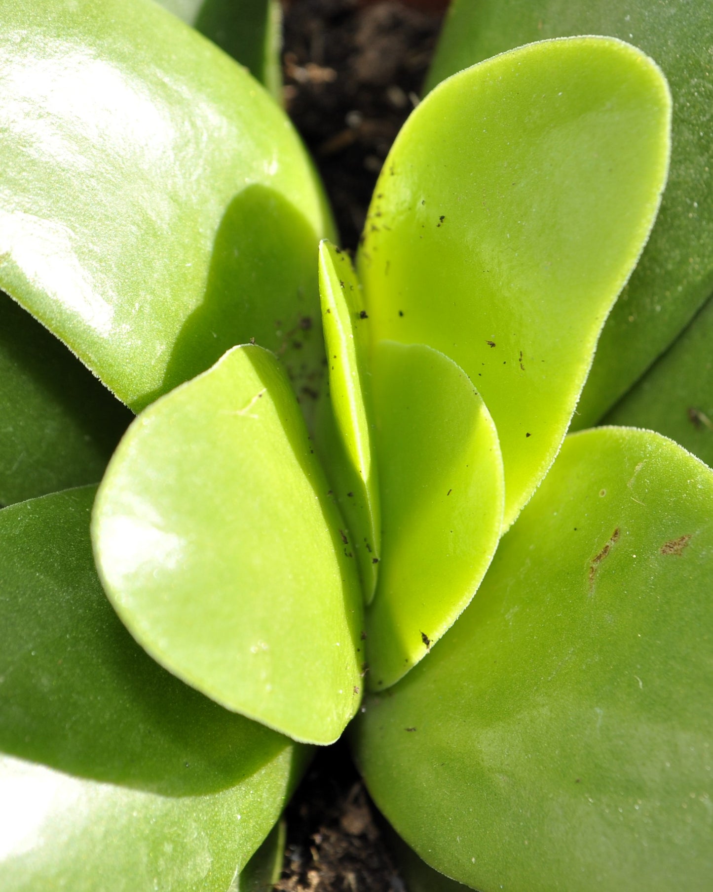 Crassula Perfoliata 'borracha'; Planta Suculenta Verde, Planta De Colección; Curiosarium; Diámetro Maceta 10,5 Cm_2