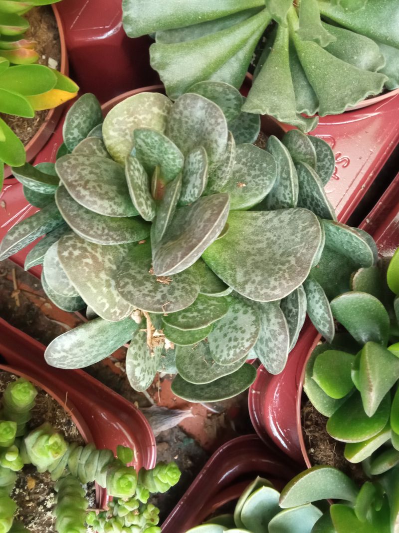 Adromischus Maculatus Grande Ø13 Planta Suculenta_0