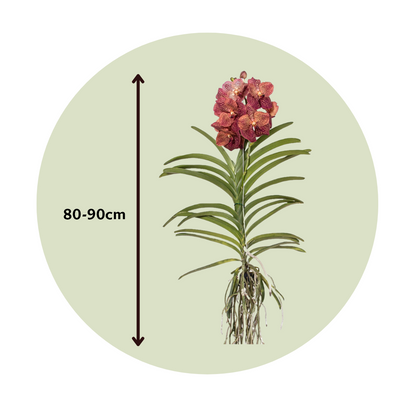 Orquídea Vanda - Vanda 'leopard Coral' - Altura 80-90cm_2