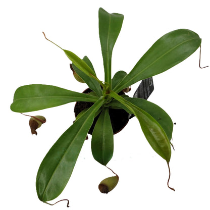 Planta Carnívora Nepenthes Sp. (planta Jarro, Copa De Mono); Curiosarium; Diámetro Maceta 10,5 Cm_1