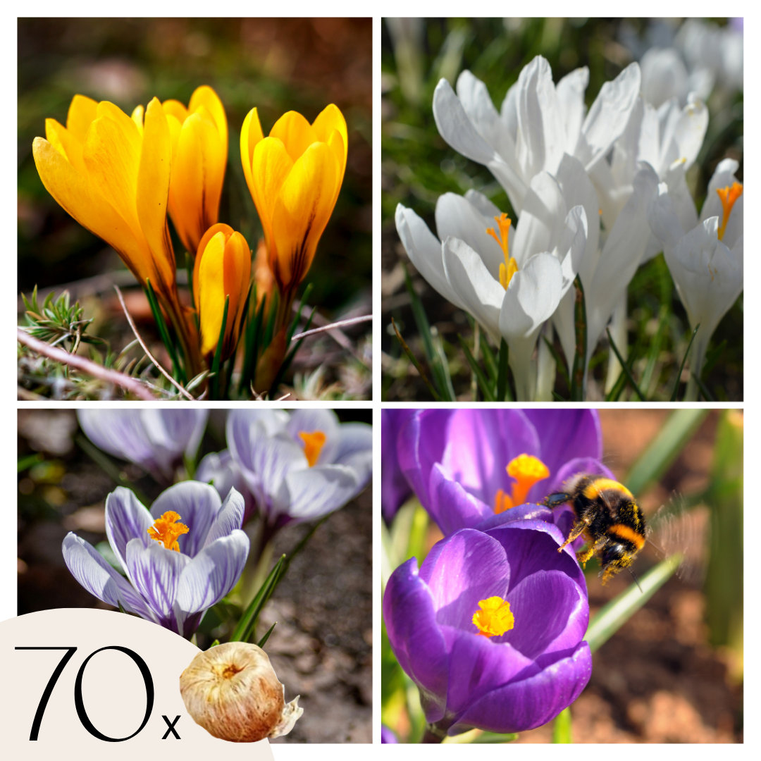 Bulbos De Crocus - Set De 70 - Flores De Primavera Coloridas Para Jardín