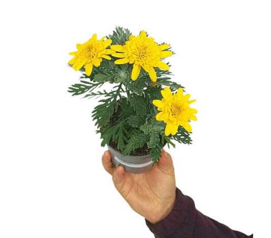 Euryops Pectinatus M11_0