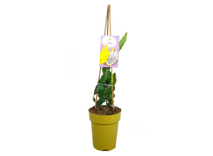Pitaya Amarilla M23 65-80cm_0