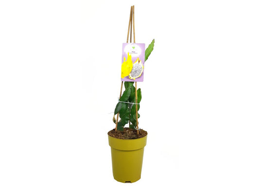 Pitaya Amarilla M23 65-80cm_0