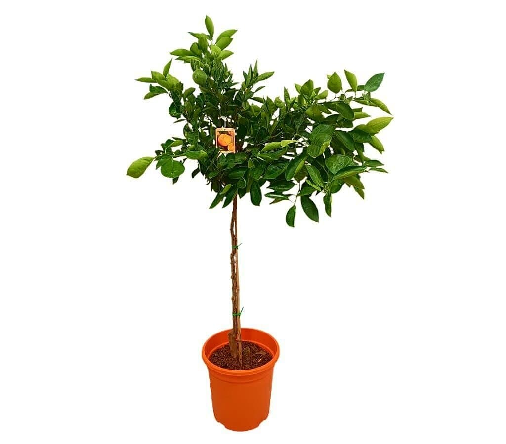 Naranjo Navelate M32 160-180cm_1