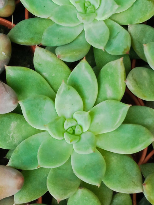 Suculentas Y Cactus Variedad #35 Planta Sin Id_0