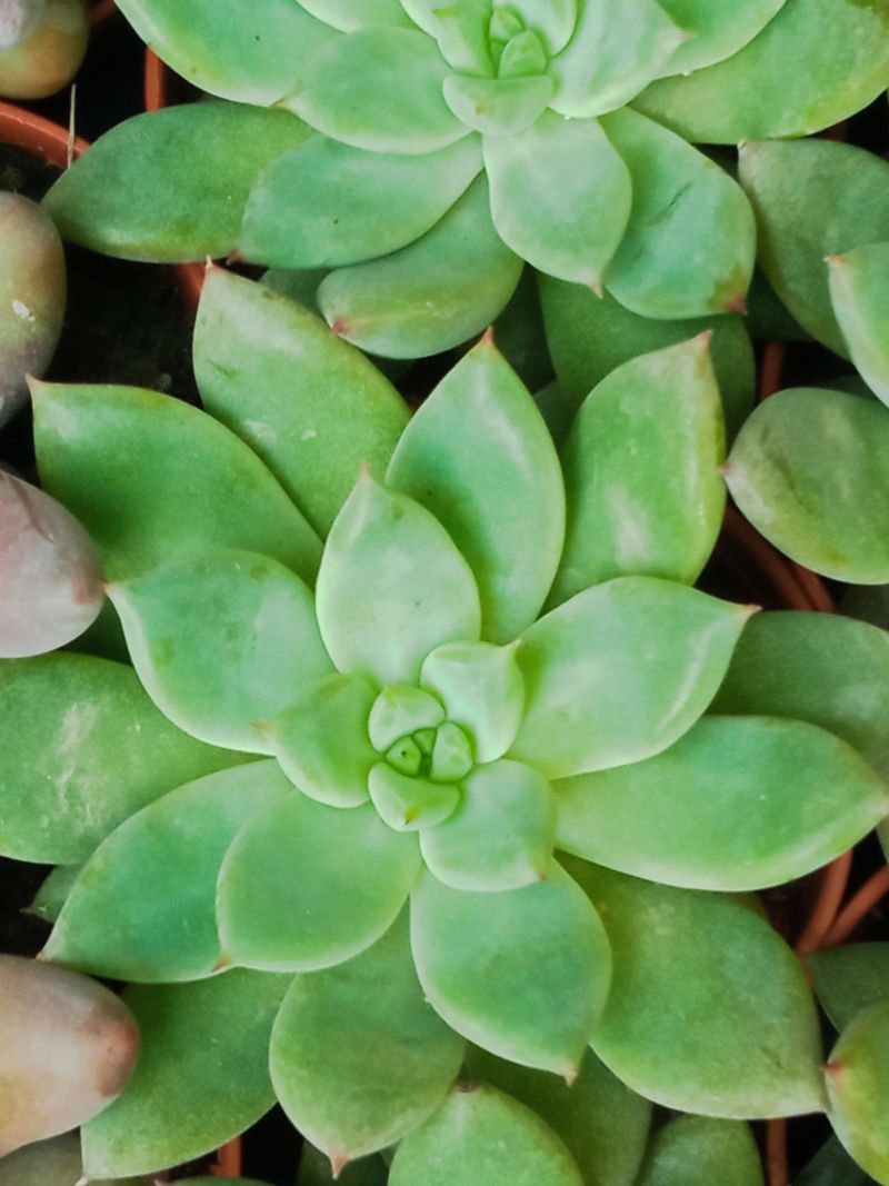 Suculentas Y Cactus Variedad #35 Planta Sin Id