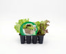 Pack Plantones Lechuga Mix Ii 12 Ud. Natural - Fitoralia