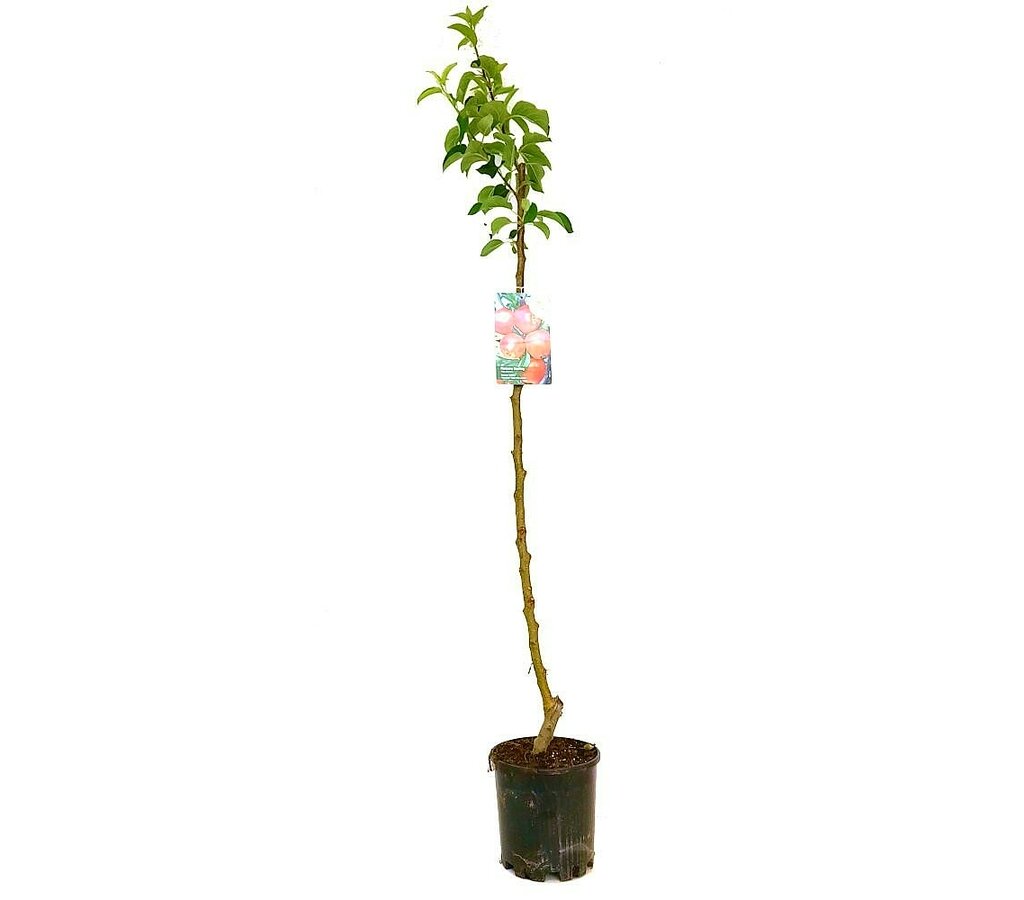 Arbol Frutal De Manzano Starking M22 130cm (manzana Roja)_1