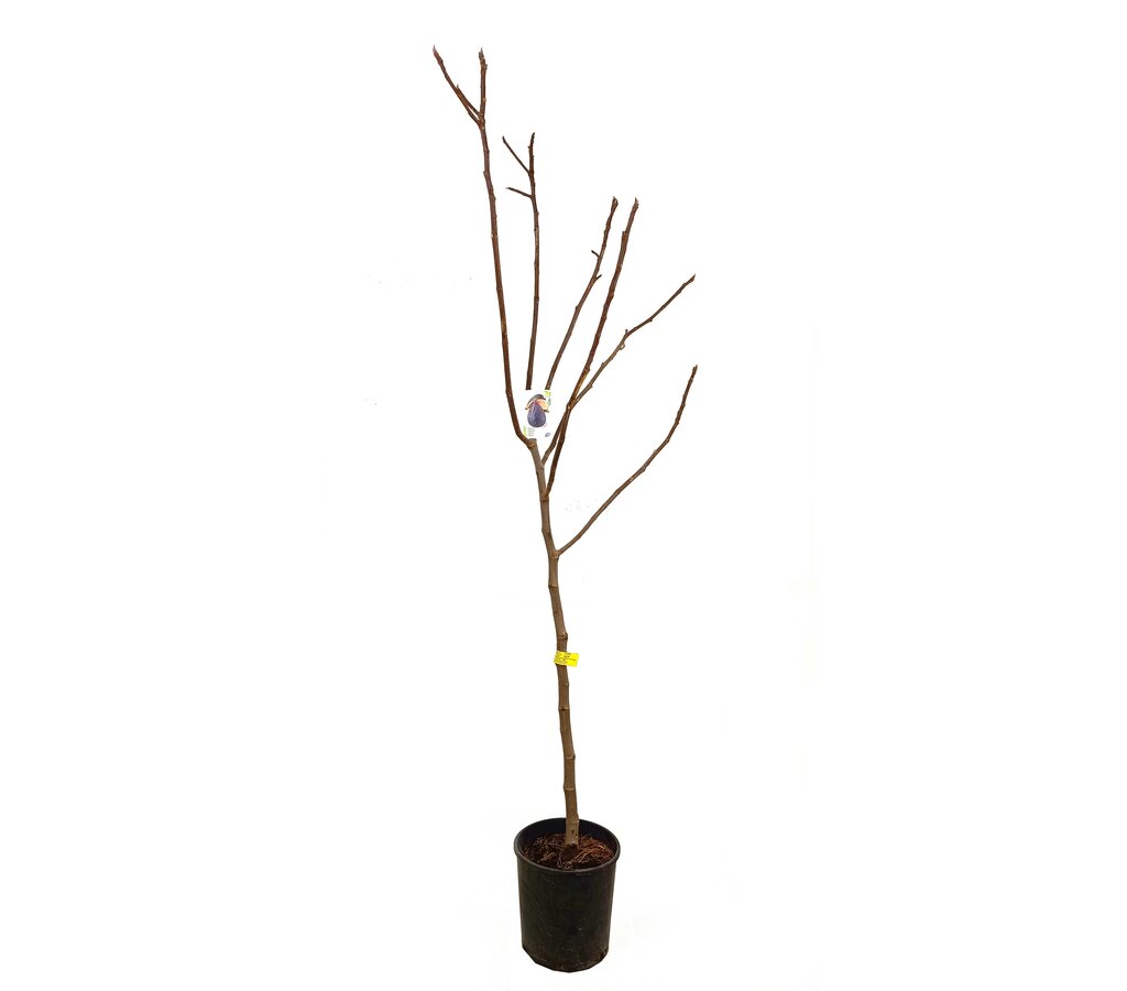 Higuera Brevera Negra M25 150cm_0