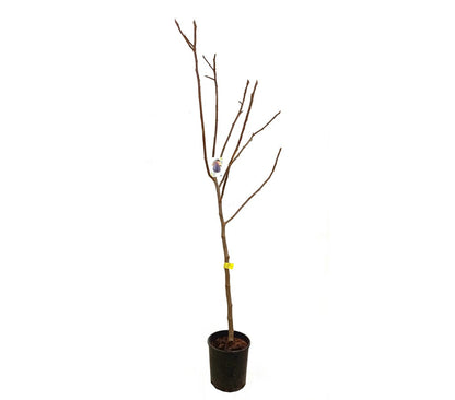 Higuera Brevera Negra M25 150cm_0