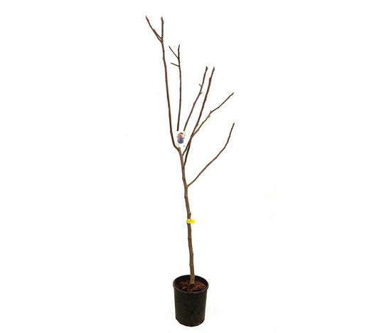 Higuera Brevera Negra M25 150cm_0