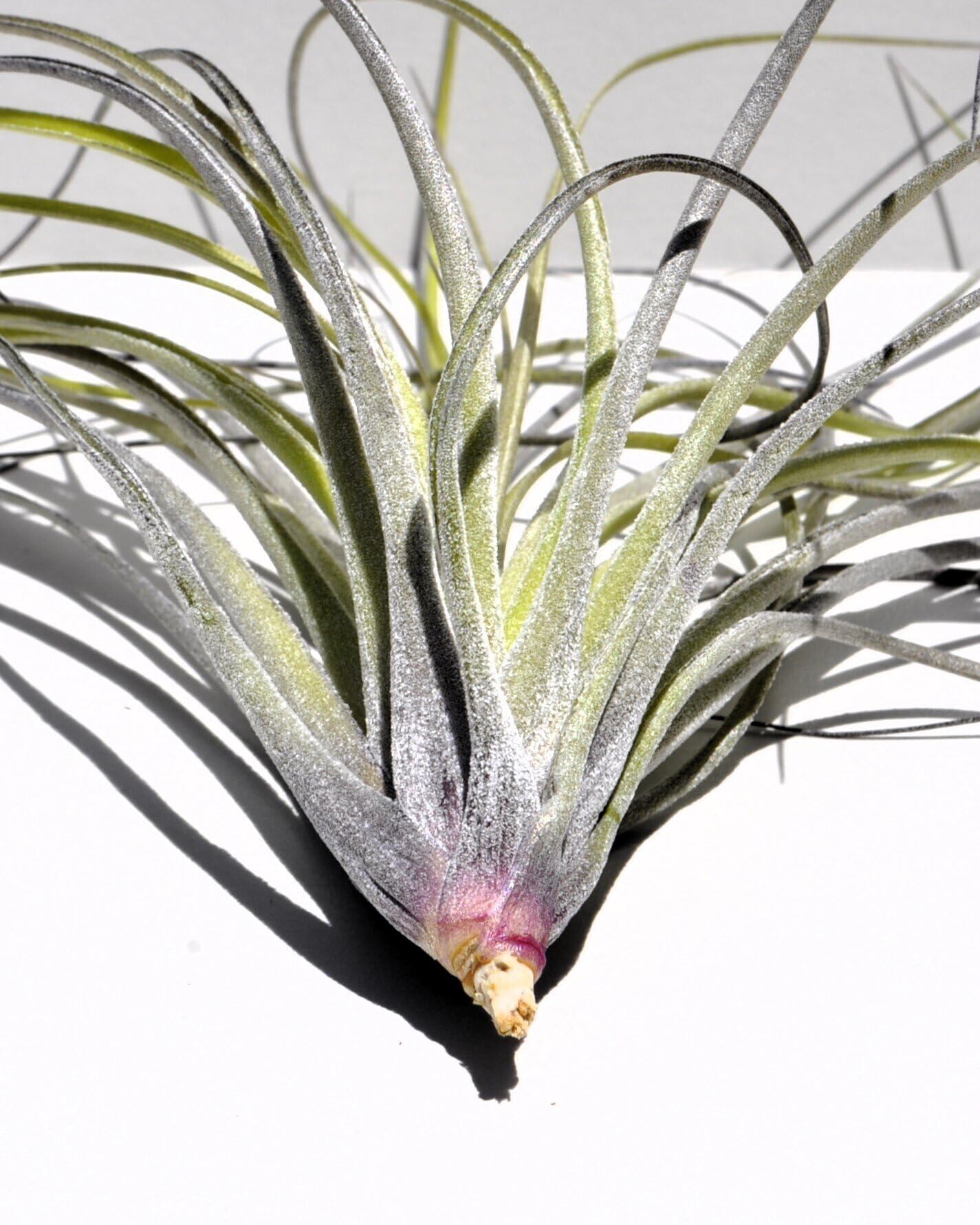 Tillandsia stricta; planta del aire, clavel del aire, verde grisácea; Curiosarium; altura 12 cm, diámetro 10 cm_0