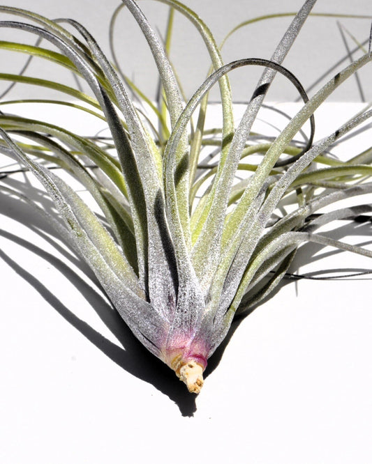 Tillandsia stricta; planta del aire, clavel del aire, verde grisácea; Curiosarium; altura 12 cm, diámetro 10 cm_0