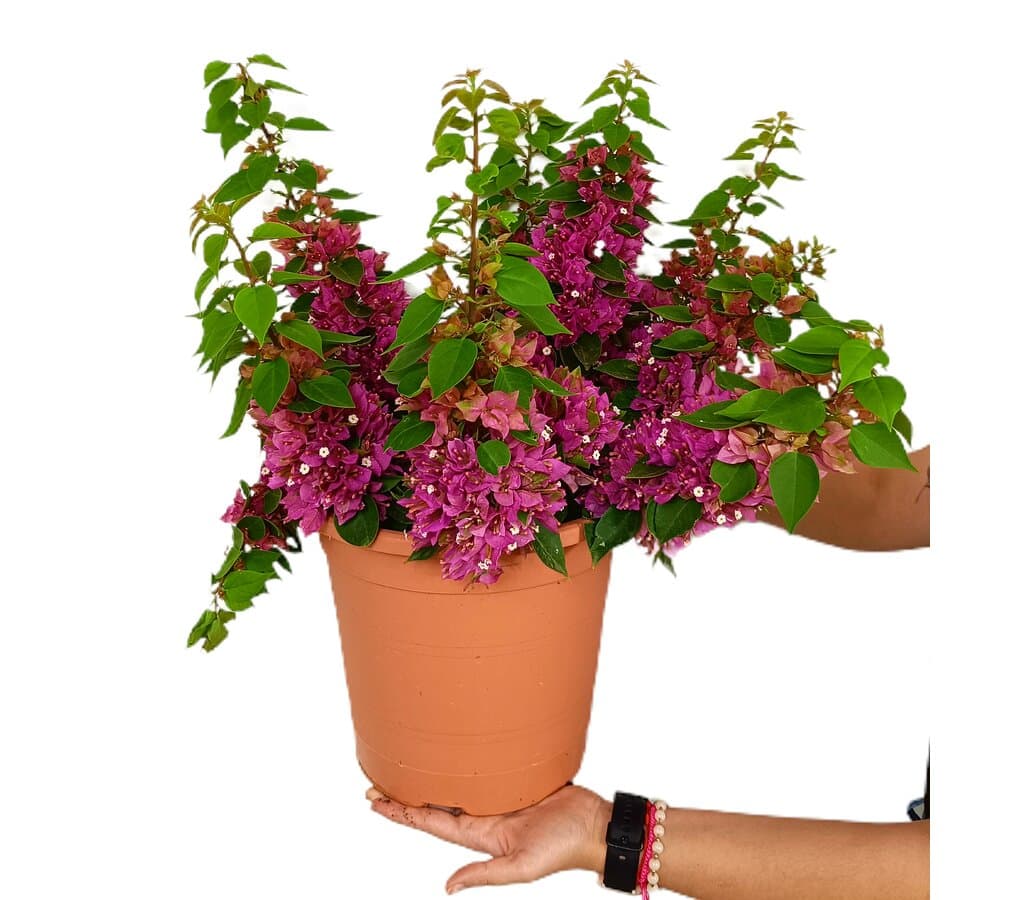 Bouganvillea Mini Tay M25 40cm_0