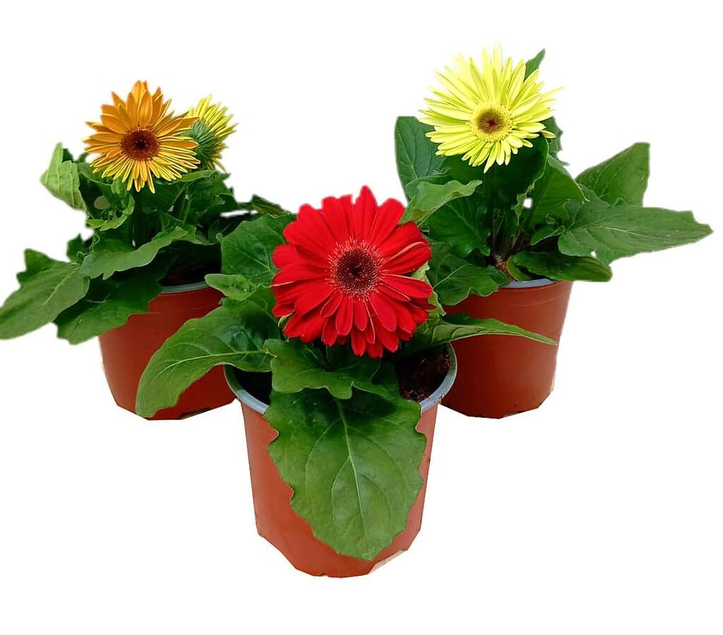 Gerbera Variada M13_0