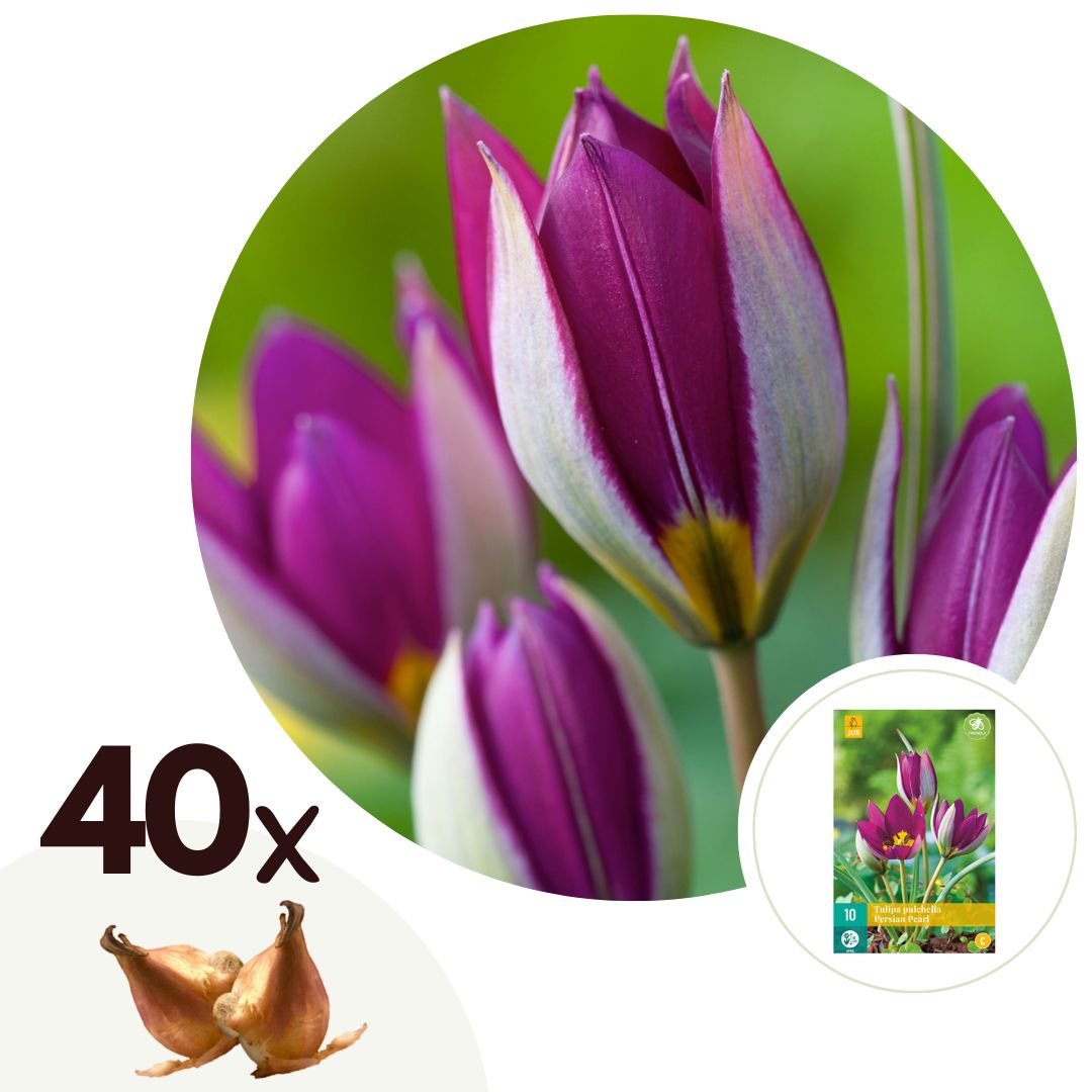 Bulbos De Tulipán - 40 Pzs - Tulipa 'pulchella Persian' - Bulbos De Flores_0