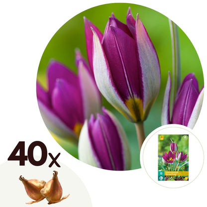 Bulbos De Tulipán - 40 Pzs - Tulipa 'pulchella Persian' - Bulbos De Flores_0