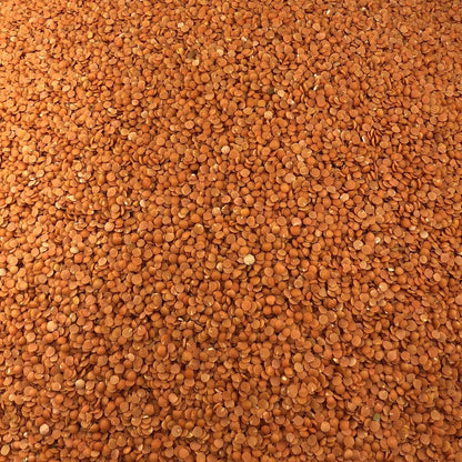 Lenteja Coral Bio Granel 25 Kg_2