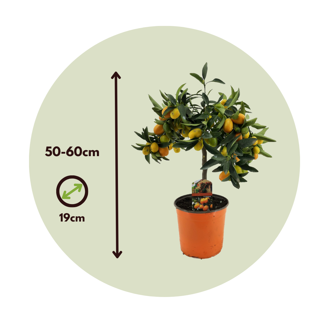 Naranjo Enano - 2 Pzs - Citrus Microcarpa 'kumquat' - Altura 50-60cm - ⌀19cm_2
