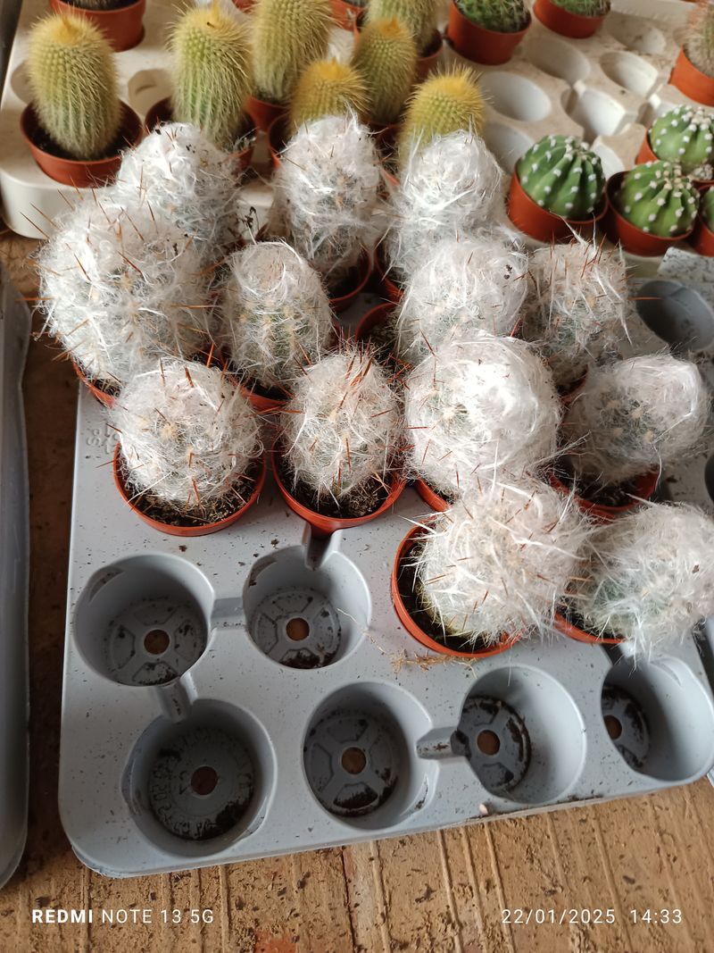 Cactus Oreocereus Trollii Planta Ø5 Cm_0