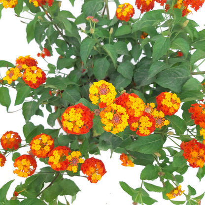 Lantana Camara M22 45cm_1