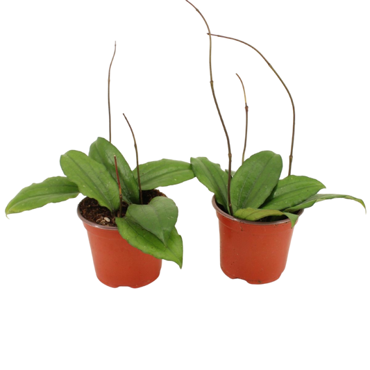 Hoya Eryhrina Planta Suculenta Colgante Flor De Cera Ø9