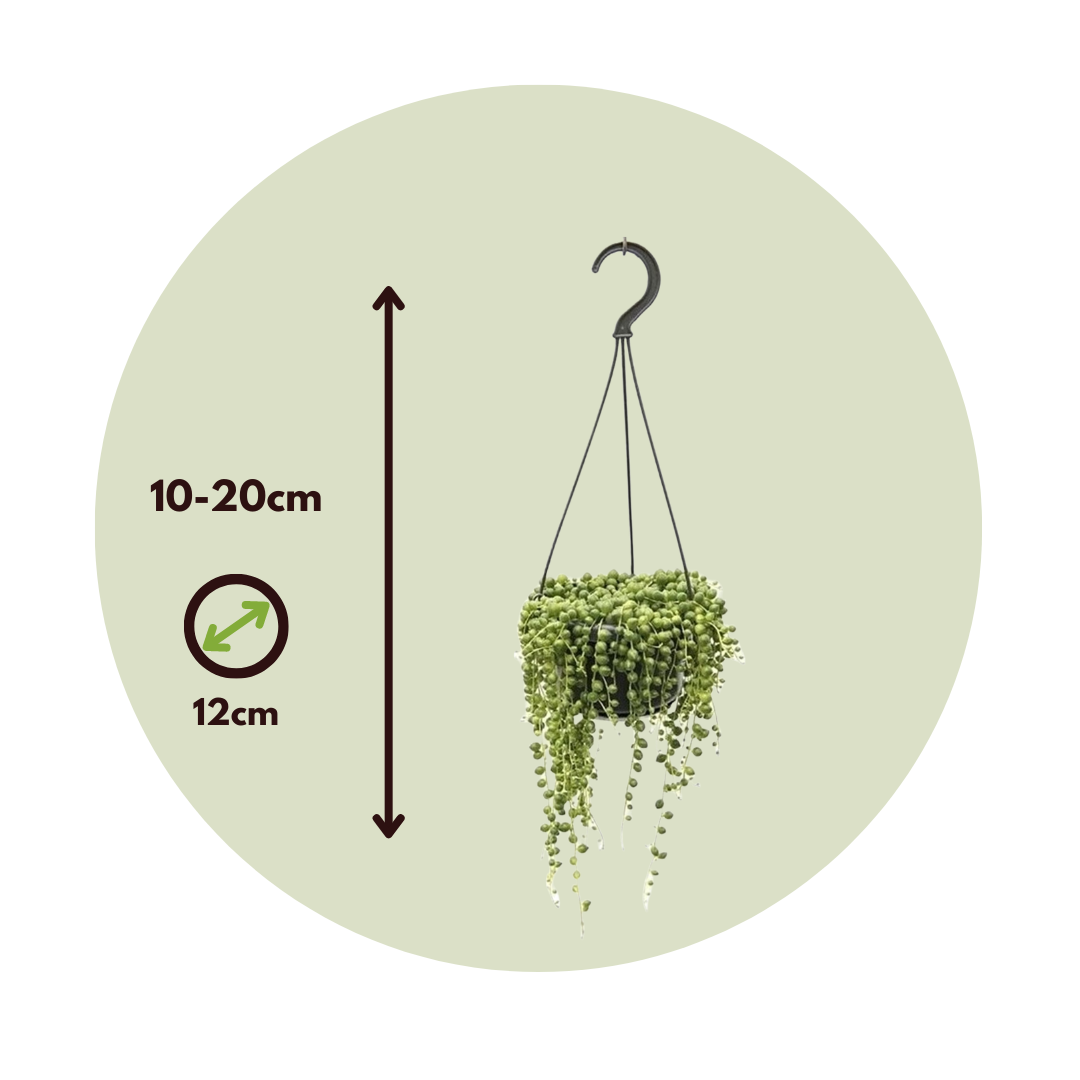 Planta Del Rosario - Senecio Rowleyanus - Altura 10-20cm - ⌀12cm_2