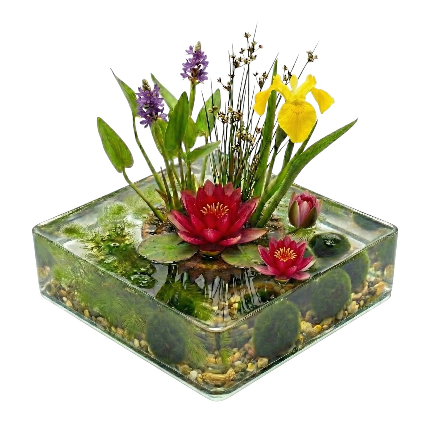 Mini Estanque Set Completo Rojo 25-90l - 11 Plantas Y Bacterias_0