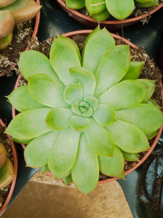 Suculentas Y Cactus Variedad #56 Planta Sin Id_0