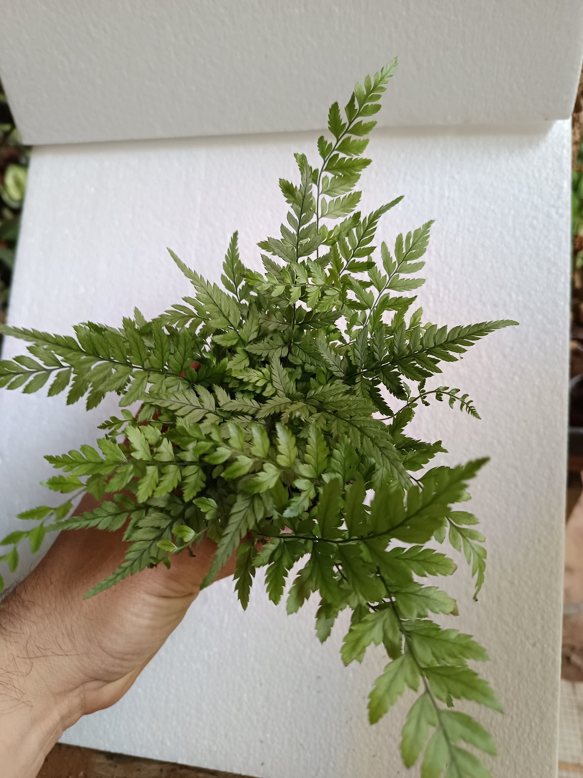 1 Helecho  SURTIDO ALEATORIO Plantas De Interior Ø8