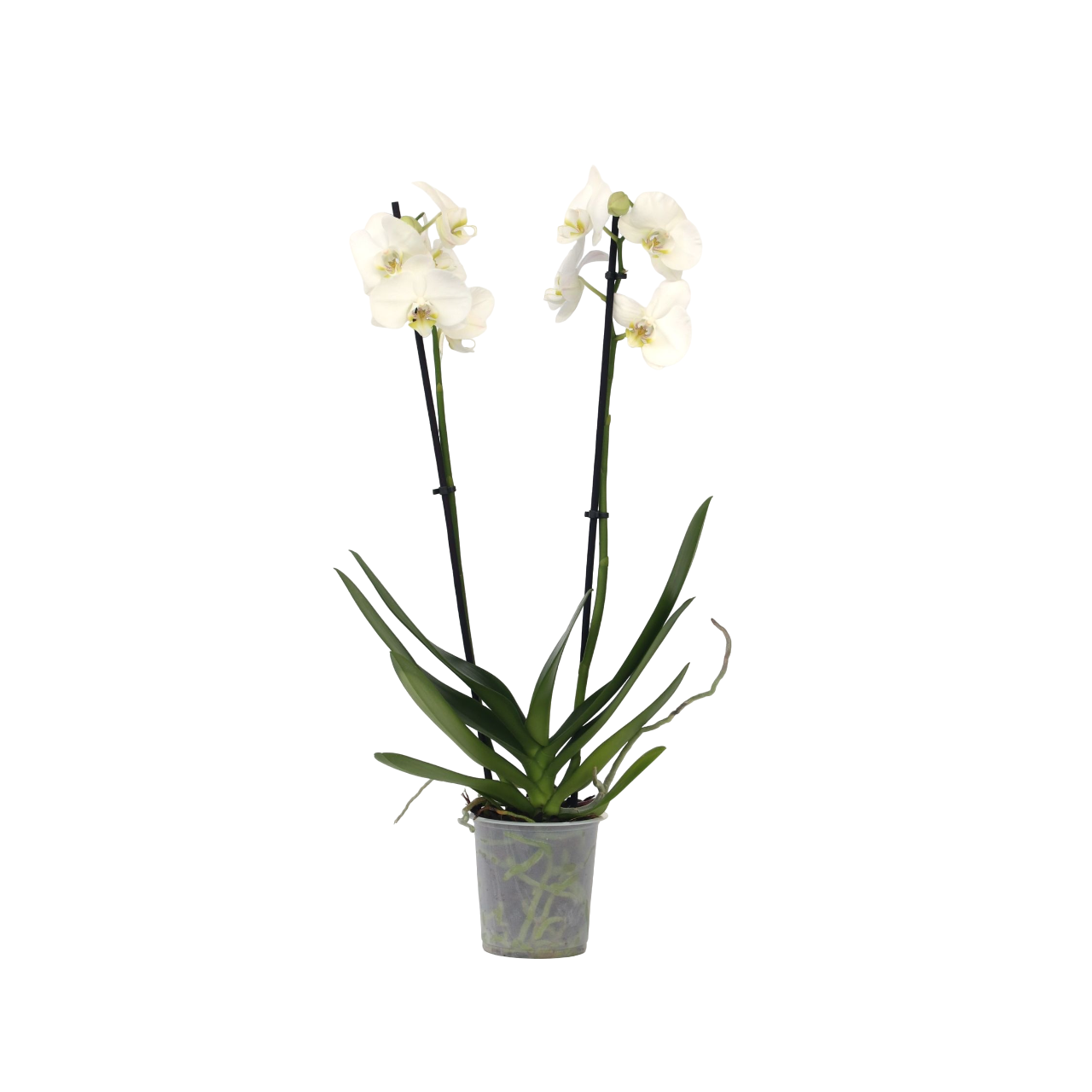 Orqídea Phalaenopsis - Phalaenopsis - Altura 50-60cm - ⌀12cm