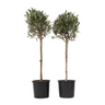 Olivo - 2 Pzs - Olea Europaea - Altura 90-100cm - ⌀21cm