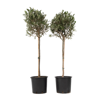 Olivo - 2 Pzs - Olea Europaea - Altura 90-100cm - ⌀21cm_0